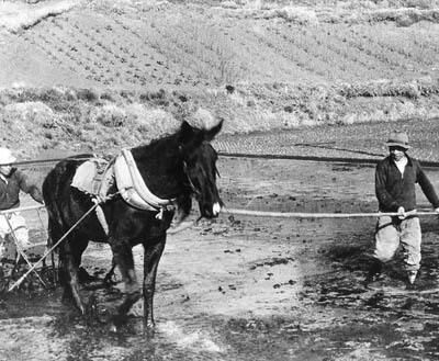 大芝高原と桃十先生